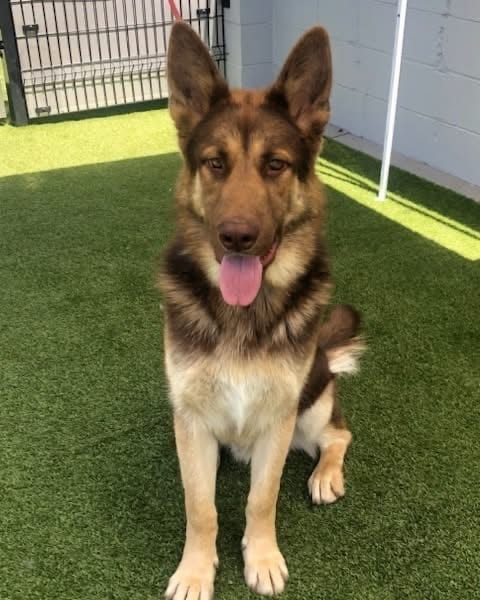 Photo of Bronzer, adoptable German Shepherd Dog in Modesto, California