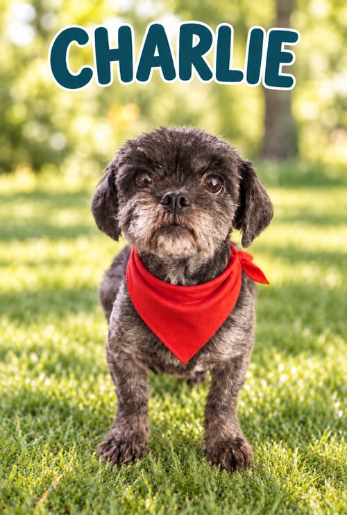 Photo of Charlie - OS, adoptable Shih Tzu in Pataskala, Ohio