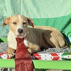 Photo of Leroy, adoptable Collie in East Hartford, Connecticut
