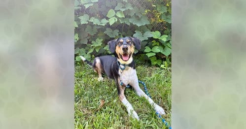 Photo of Pecan, adoptable Unknown breed in Weaverville, North Carolina