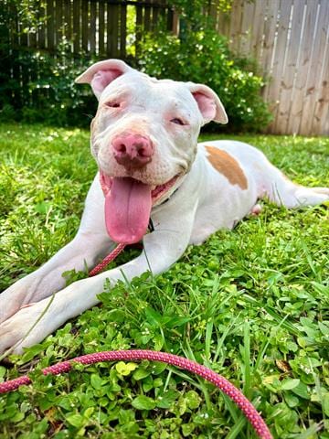 Photo of Cassie, adoptable Pit Bull Terrier in Orlando, Florida