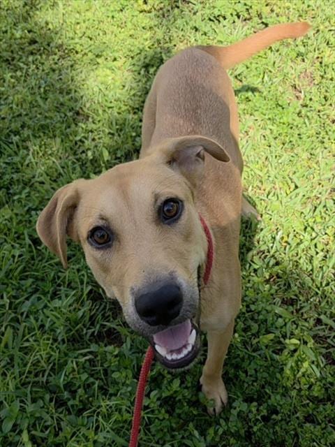 Photo of Daria, adoptable Labrador Retriever in Fort Lauderdale, Florida