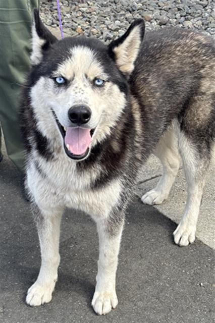 Photo of Artic / Max, adoptable Siberian Husky in Fairfield, California
