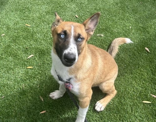 Photo of Mimi, adoptable Belgian Shepherd Malinois in Los Angeles, California