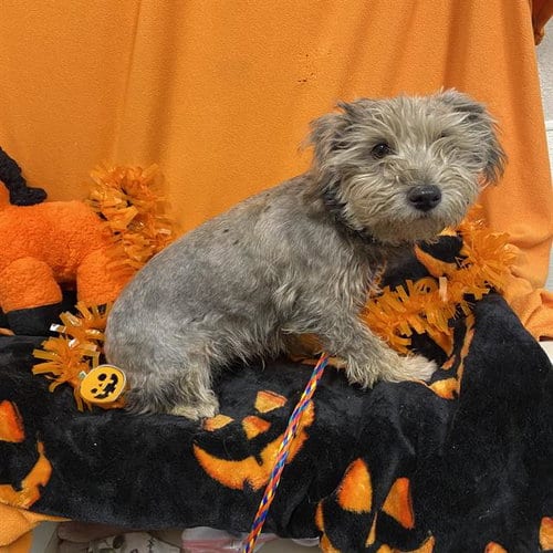 Photo of A615455, adoptable Poodle (Miniature) in Modesto, California