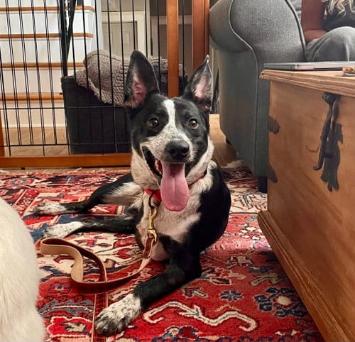 Photo of Bruce GCH, adoptable Cattle Dog in Rockaway, New Jersey