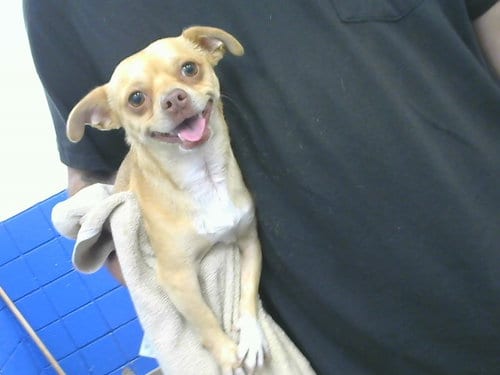 Photo of Christopher, adoptable Chihuahua in Albuquerque, New Mexico