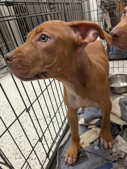 Photo of Hallie, adoptable dog in Atlanta, Georgia