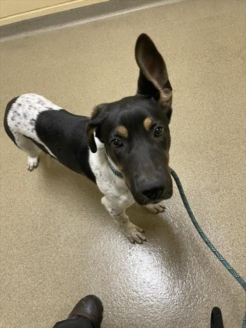 Photo of Blossom, adoptable Pointer in St Louis, Missouri
