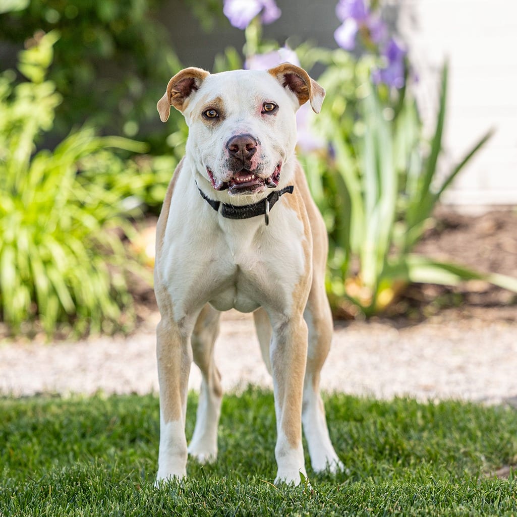 Photo of Tito, adoptable Retriever, Labrador / Mixed Breed (Medium) in Council Bluffs, Iowa