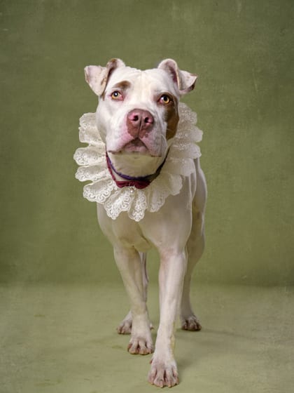 Photo of Dior, adoptable dog in Atlanta, Georgia