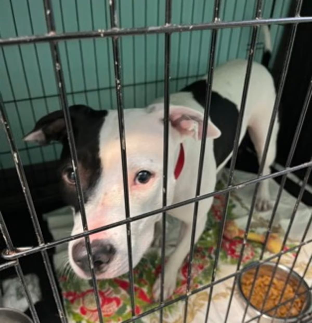 Photo of Beth IN FOSTER, adoptable Labrador Retriever/Terrier (Unknown Type, Medium) in New Orleans, Louisiana