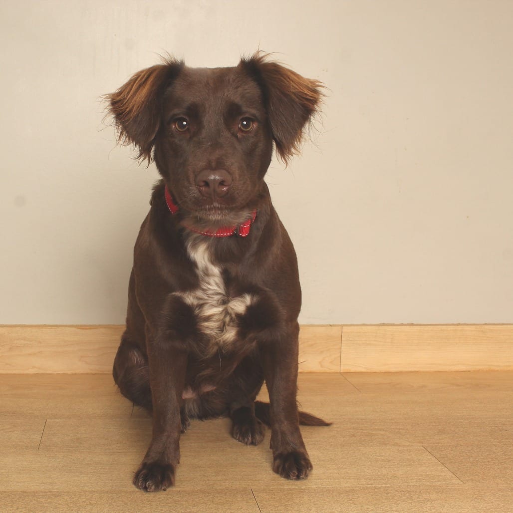 Photo of Bubbles D71188, adoptable Retriever, Chocolate Labrador / Mixed Breed (Medium) in Minnesota, Minnesota