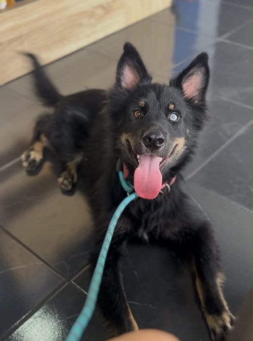 Photo of Jazz, adoptable Australian Shepherd in Escondido, California