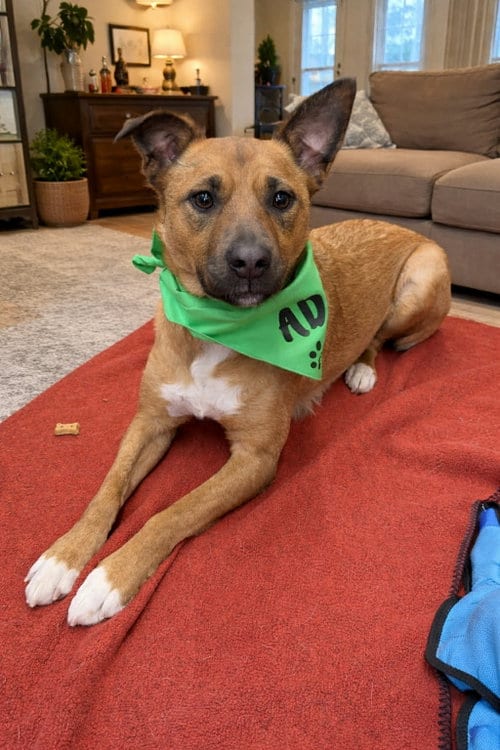 Photo of Chewy, adoptable Unknown breed in Shelburne, Vermont
