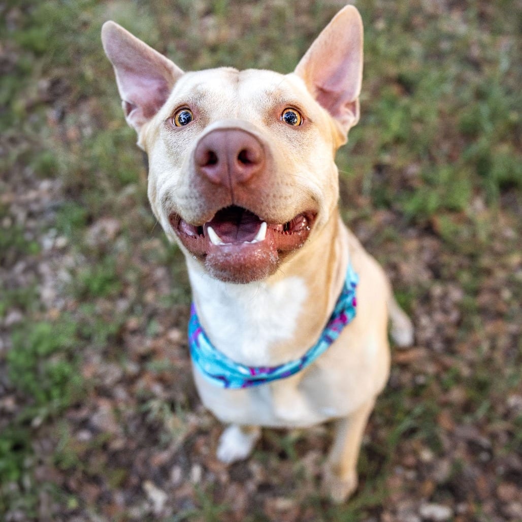 Photo of Snuggles, adoptable Terrier, American Pit Bull / Mixed Breed (Large) in California, California