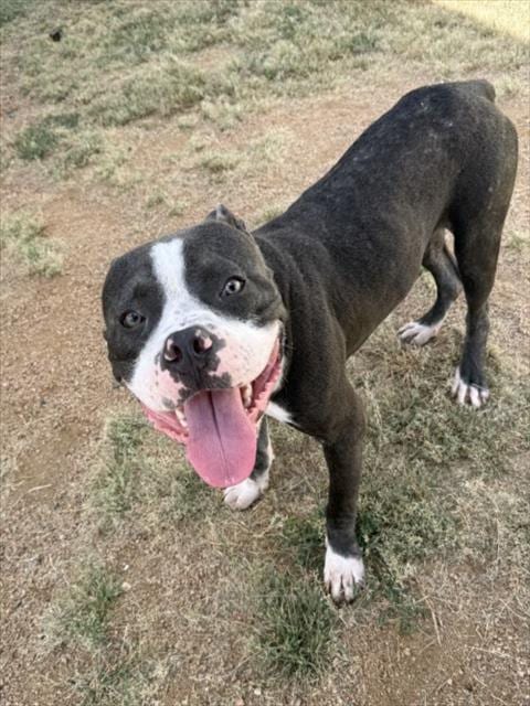 Photo of Drew Mcintyre, adoptable Pit Bull Terrier in Killeen, Texas
