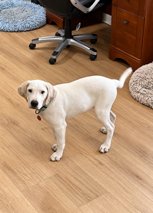 Photo of Onion (m), adoptable Hound in Nashville, Tennessee