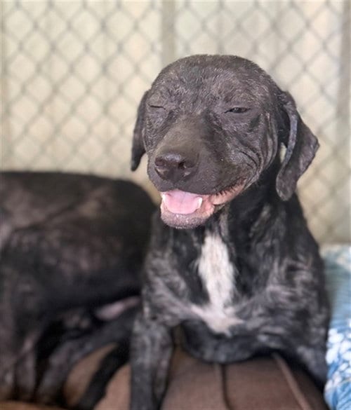 Photo of Heath, adoptable Pit Bull Terrier in Conroe, Texas