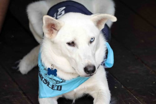 Photo of Titan, adoptable Siberian Husky in Walnut Creek, California