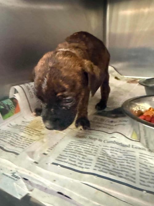 Photo of Mookie, adoptable Terrier in Plainfield, Illinois