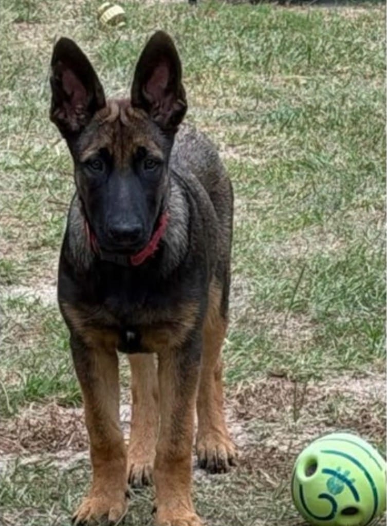 Photo of Duke, adoptable German Shepherd Dog in Bloomfield, Connecticut