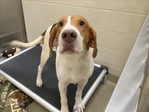 Photo of Werthers Sr, adoptable Labrador Retriever in Chapel Hill, North Carolina