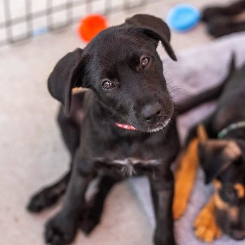 Photo of Dancer Pup - Jive, adoptable Shepherd in San Diego, California