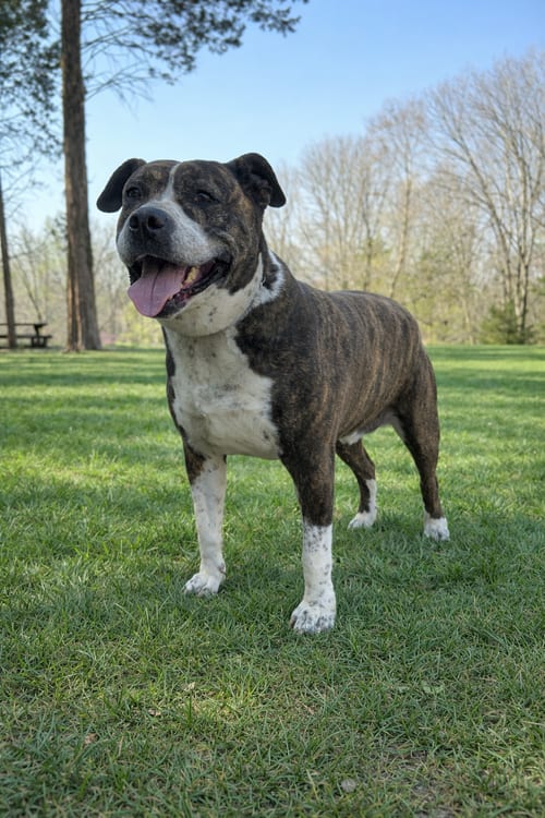 Photo of Dexter, adoptable Pit Bull Terrier in Nashville, Tennessee