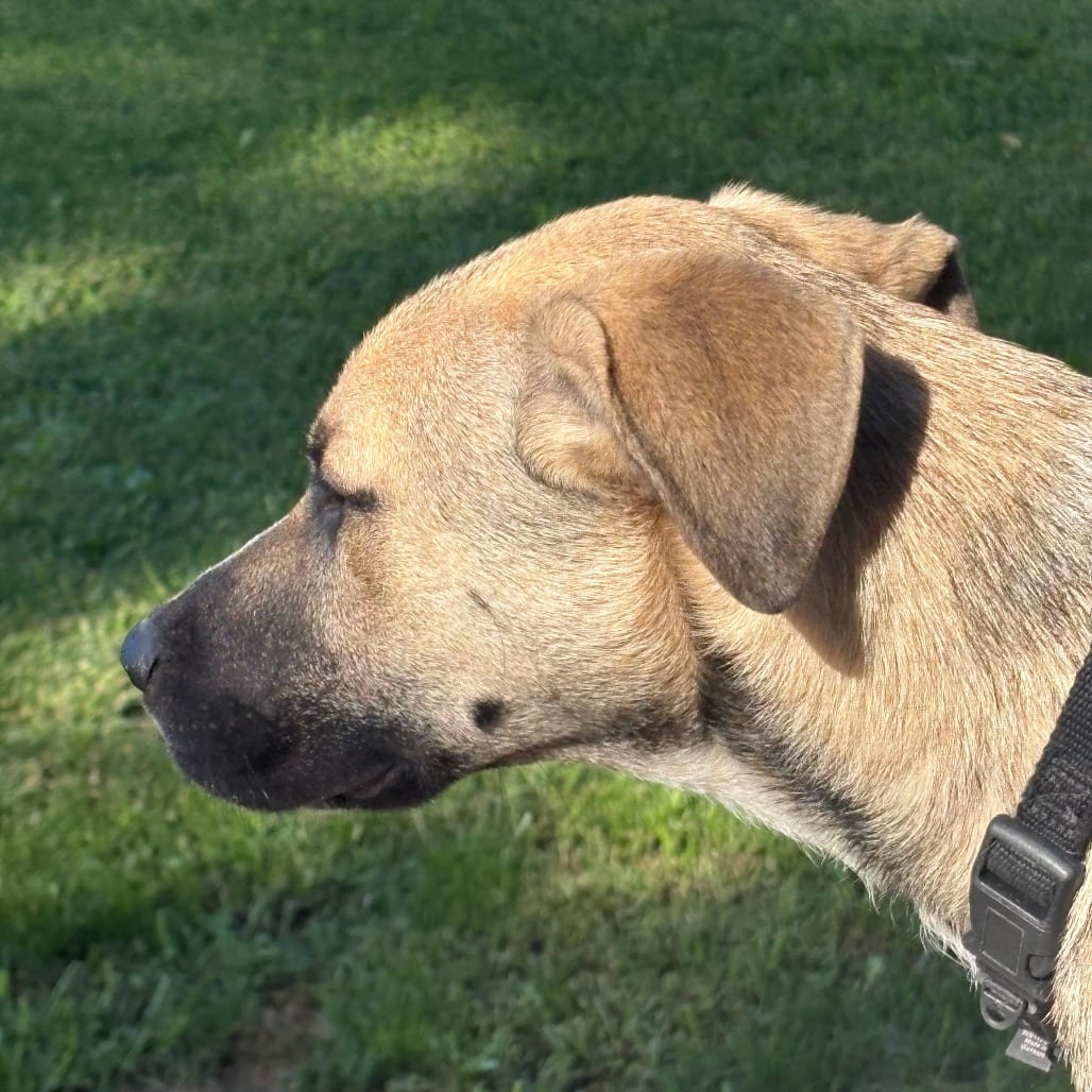 Photo of Harley, adoptable Shepherd / Mixed Breed (Medium) in Alma, Wisconsin