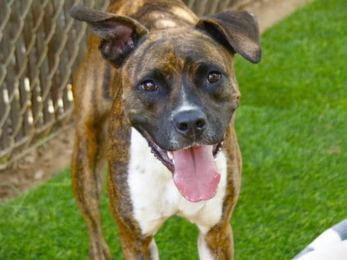 Photo of Saturn, adoptable American Pit Bull Terrier in Tallahassee, Florida