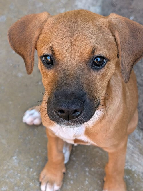 Photo of Ulani, adoptable Unknown breed in Rancho Santa Fe, California