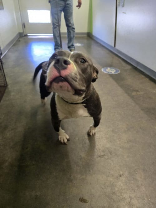Photo of Noisy, adoptable Pit Bull Terrier in Los Angeles, California