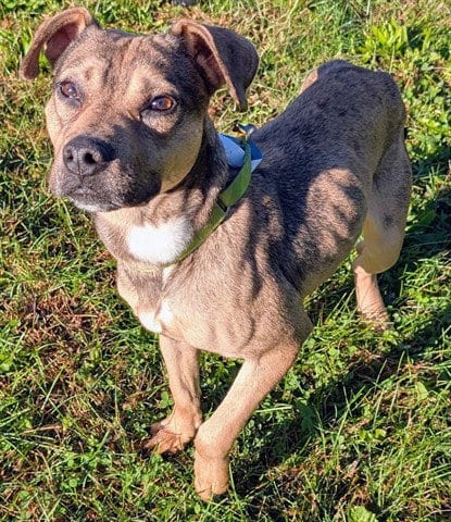 Photo of Hudson, adoptable Pit Bull Terrier in Akron, Ohio