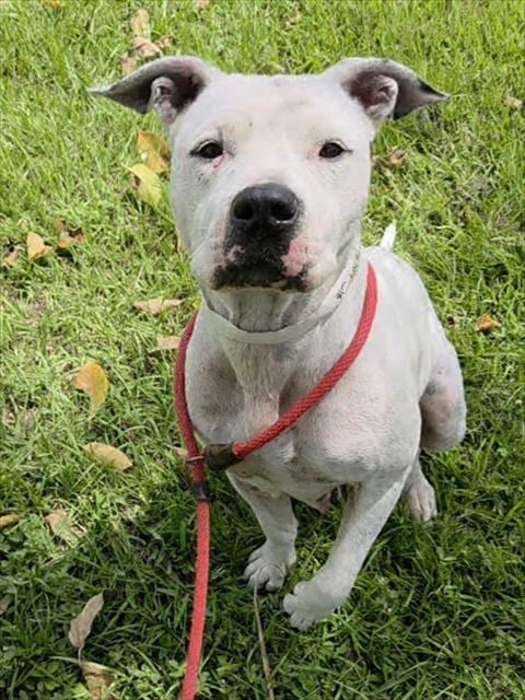 Photo of Domino, adoptable American Staffordshire Terrier in Fort Lauderdale, Florida