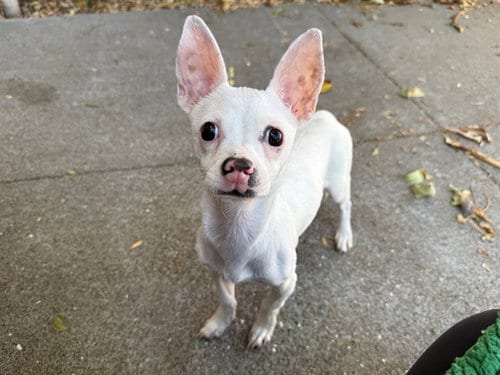 Photo of Ryder, adoptable Chihuahua in Antioch, California