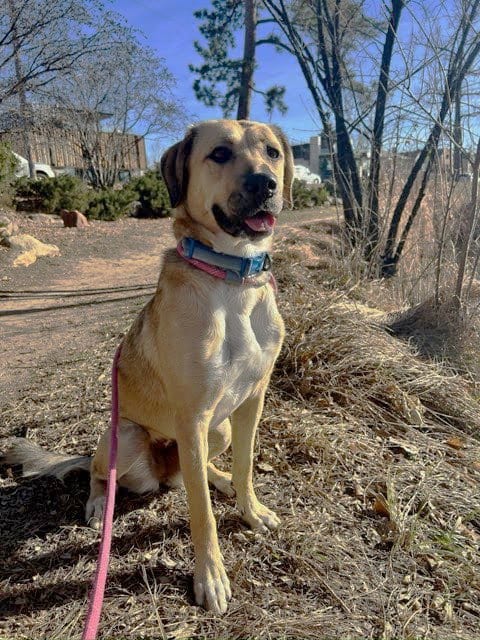 Photo of Mingo, adoptable Labrador Retriever in Tabernash, Colorado