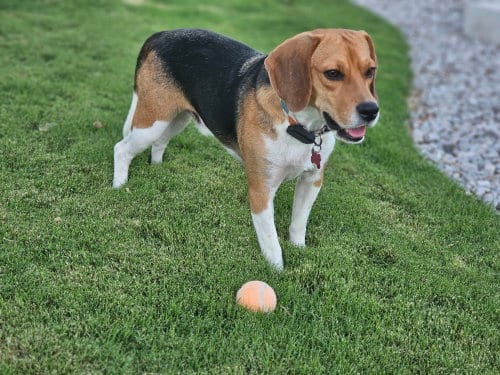 Photo of Rook, adoptable Beagle in Las Vegas, Nevada