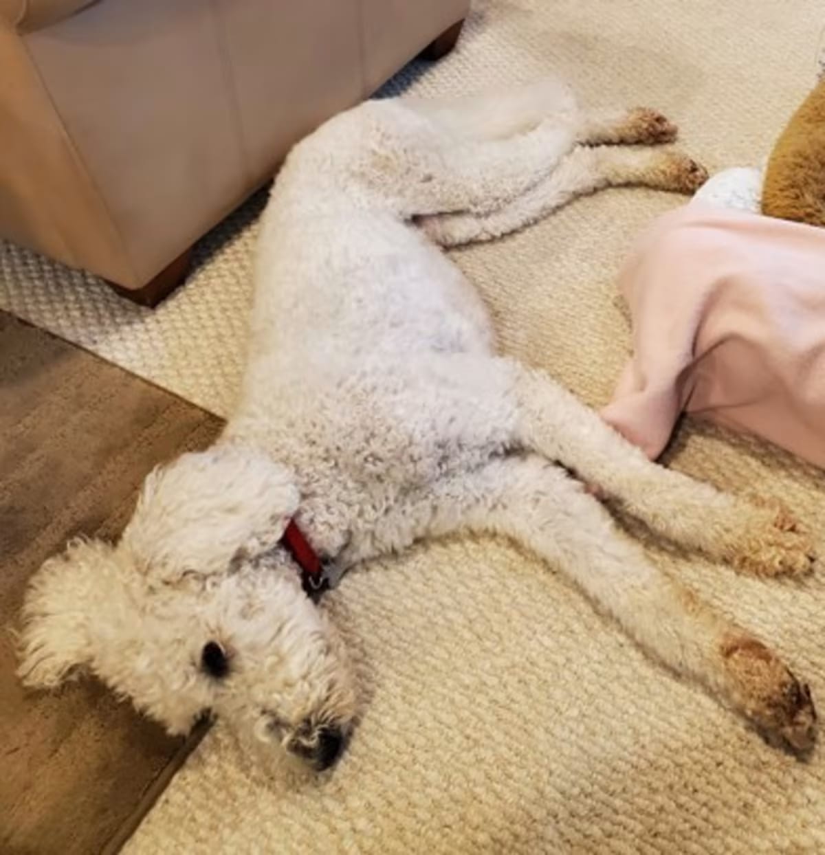 Photo of Eddy, adoptable Poodle (Standard) in Palatine, Illinois