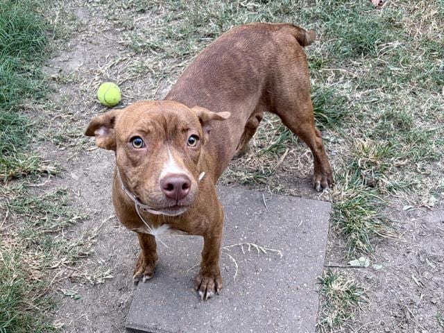 Photo of Wilma, adoptable Staffordshire Bull Terrier mix in Houston, Texas