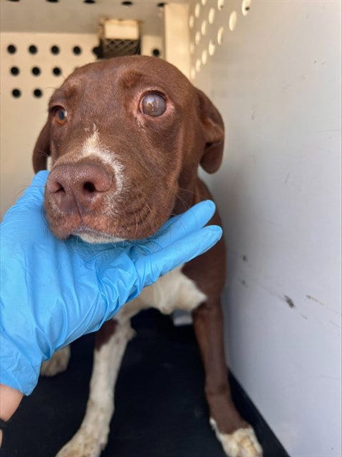 Photo of A171895, adoptable Pit Bull Terrier in Bakersfield, California