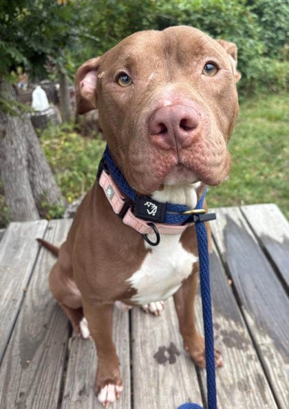 Photo of Jordan, adoptable dog in Baltimore, Maryland
