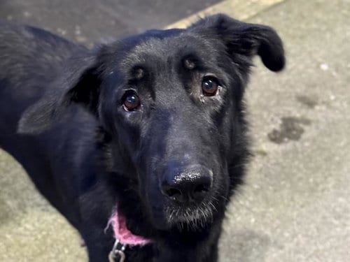 Photo of Dinah, adoptable German Shepherd Dog in Tacoma, Washington