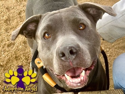 Photo of Mamas, adoptable dog in Georgetown, Texas