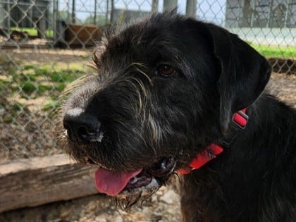 Photo of Scruff, adoptable dog in Georgetown, Texas