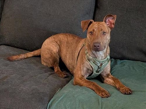 Photo of Courage, adoptable Pit Bull Terrier in Conroe, Texas