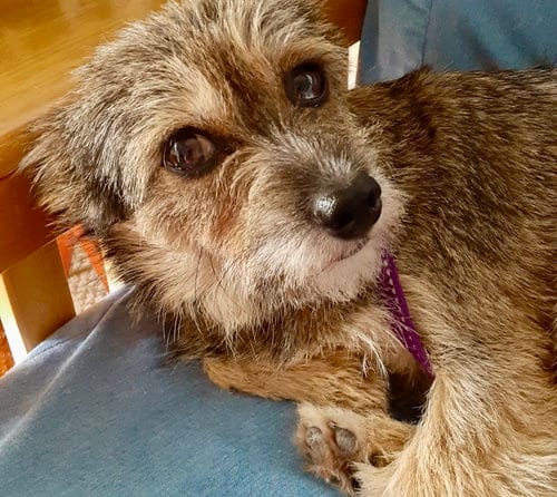 Photo of Fiona, adoptable Yorkshire Terrier Yorkie in Alexandria, Kentucky
