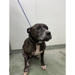 Photo of Ruby, adoptable Terrier (Unknown Type, Medium) in Doral, Florida