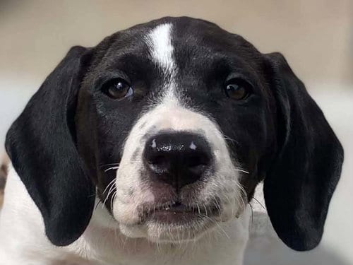 Photo of Dolly (GA), adoptable Basset Hound in New York, New York