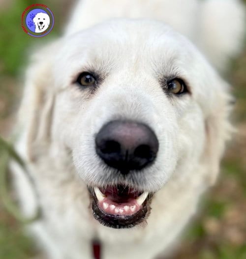 Photo of Mora, adoptable Great Pyrenees in Spring, Texas